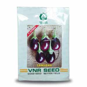 Samidha F1 Hybrid Brinjal Seeds