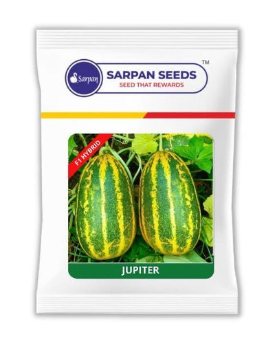 SARAPN JUPITER SAMBAR CUCUMBER SEEDS