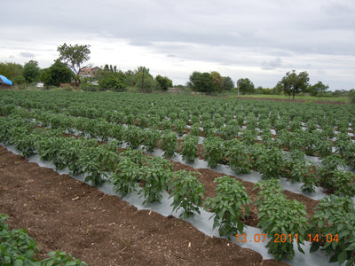 SARPAN AVINASH CHILLI (SEEDS)