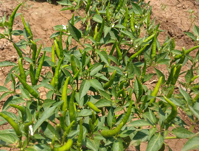 SARPAN AVINASH CHILLI (SEEDS)