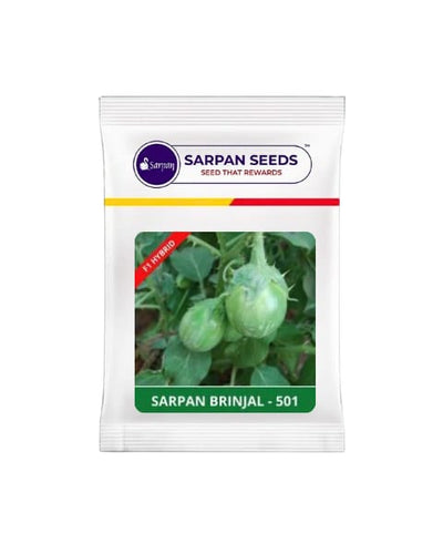 SARPAN BRINJAL – 501 (Green colour - Spiny)