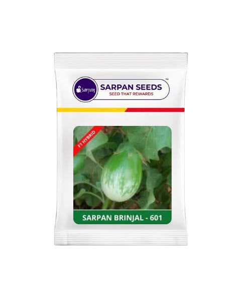 SARPAN BRINJAL – 601 (Green colour)