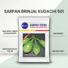 SARPAN BRINJAL KUDACHI 501 HYBRID SEEDS