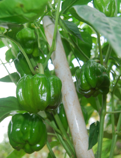 SARPAN CAPSICUM HYBRID TX-9 (SEEDS)