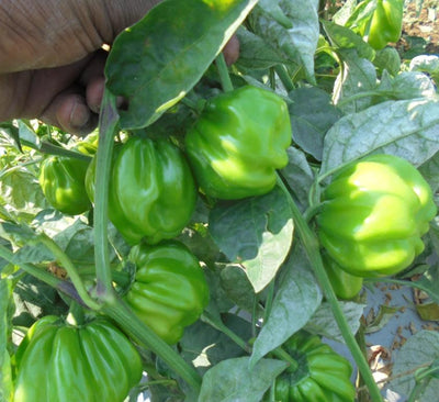 SARPAN CAPSICUM HYBRID TX-9 (SEEDS)