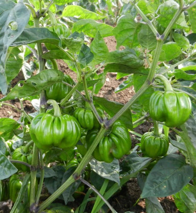 SARPAN CAPSICUM HYBRID TX-9 (SEEDS)