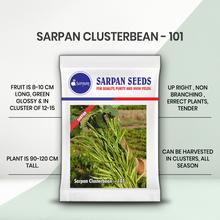 SARPAN CLUSTER BEANS - 101 (SEEDS)