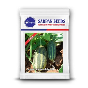 SARPAN CUCUMBER GULGAI - 99 (SEEDS)