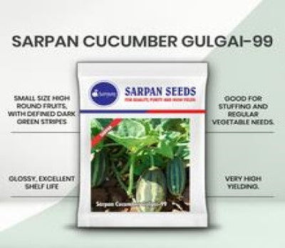 SARPAN CUCUMBER GULGAI - 99 (SEEDS)