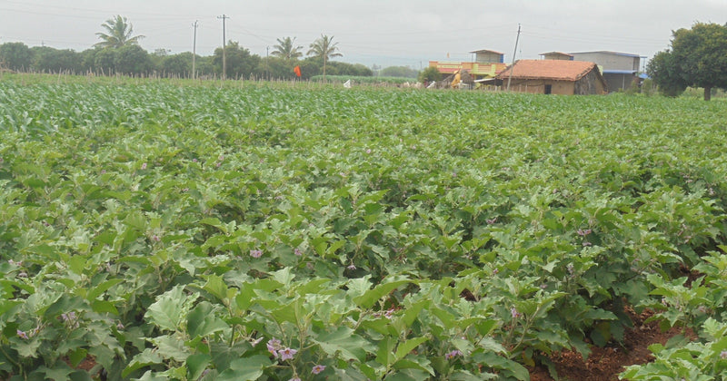 SARPAN F1 BRINJAL-25 (SEEDS)