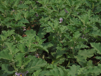 SARPAN F1 BRINJAL-25 (SEEDS)