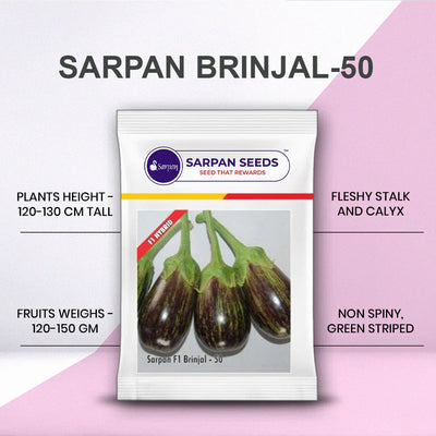 SARPAN F1 BRINJAL-50