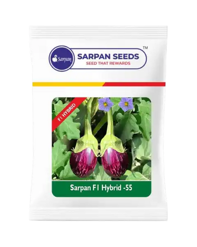 SARPAN F1 BRINJAL-55 (SEEDS)