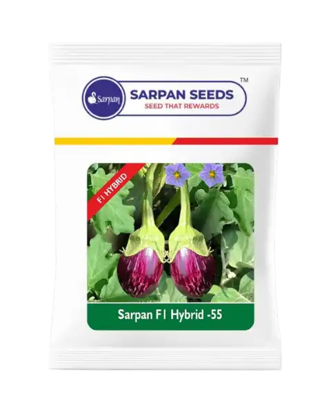 SARPAN F1 BRINJAL-55 (SEEDS)