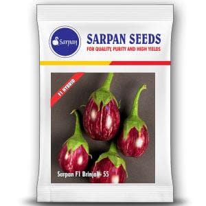 SARPAN F1 BRINJAL-55 (SEEDS)