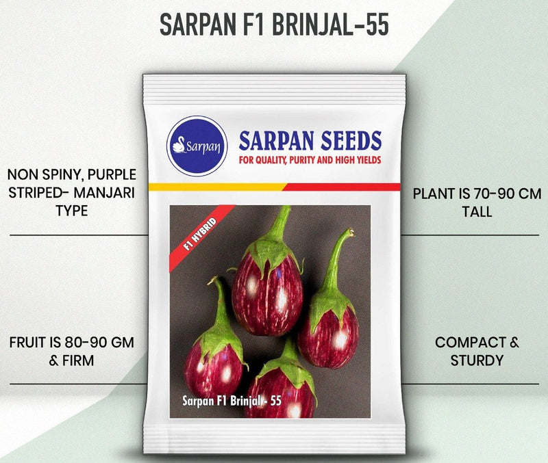 SARPAN F1 BRINJAL-55 (SEEDS)