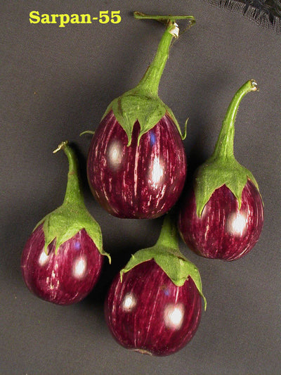 SARPAN F1 BRINJAL-55 (SEEDS)