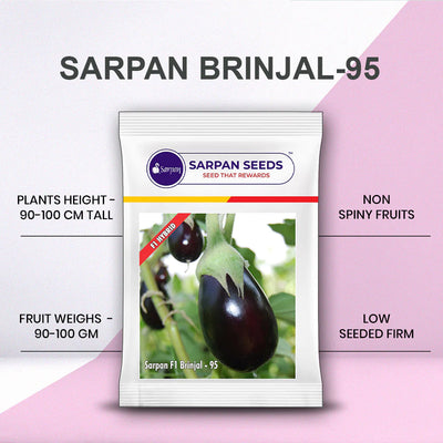 SARPAN HYBRID F1 BRINJAL-95 (SEEDS)