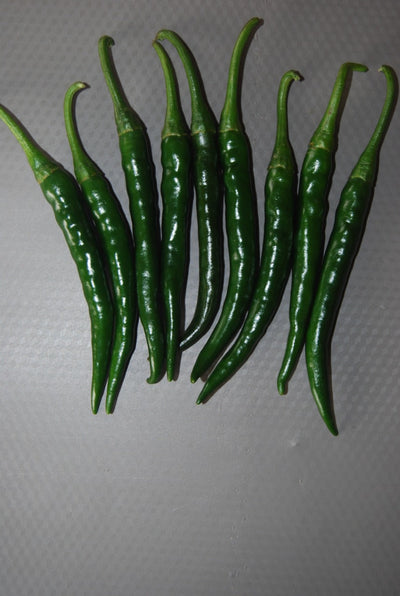 SARPAN CHILLI SEEDS F1 291