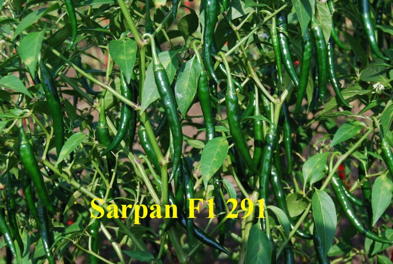 SARPAN CHILLI SEEDS F1 291