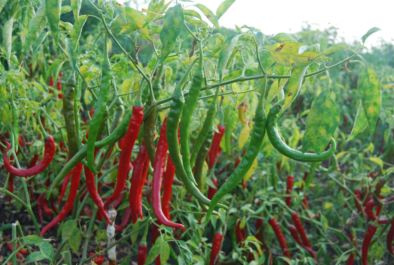 SARPAN HYBRID F1 CHILLI DEEPA (SEEDS)