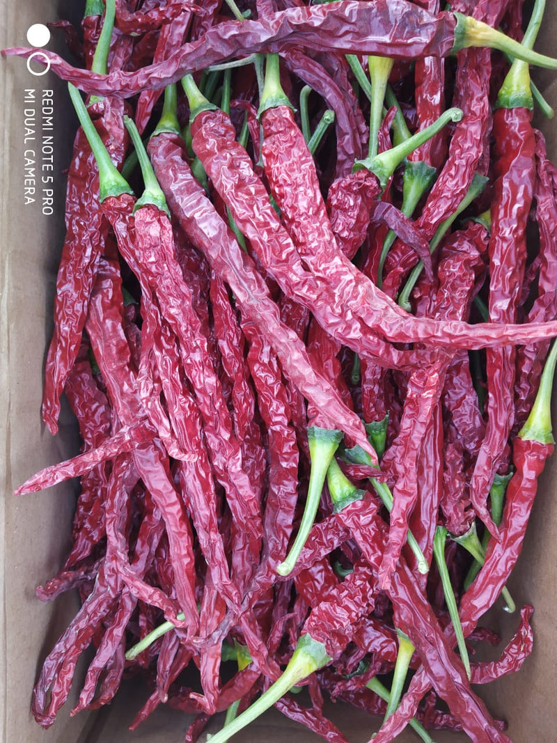 SARPAN HYBRID F1 CHILLI DEEPA (SEEDS)