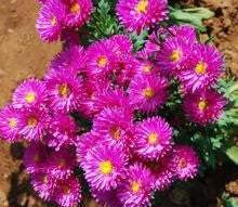 SARPAN HYBRID ASTER - AST-2 (SEEDS)