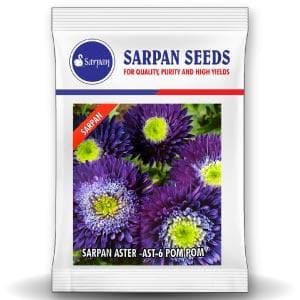 SARPAN HYBRID ASTER - AST-6 POMPOM (SEEDS)