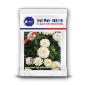 SARPAN HYBRID CHRYSANTHEMUM (BIJALI WHITE) SEEDS