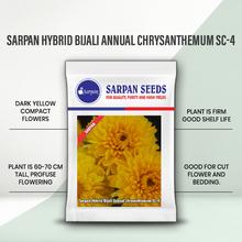 SARPAN HYBRID CHRYSANTHEMUM (BIJALI YELLOW) SEEDS