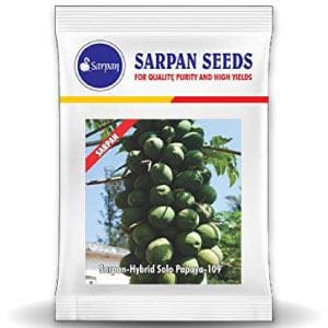 SARPAN HYBRID PAPAYA SOLO-109 (SEEDS)