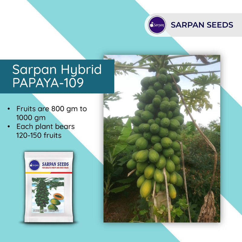 SARPAN HYBRID PAPAYA SOLO-109 (SEEDS)