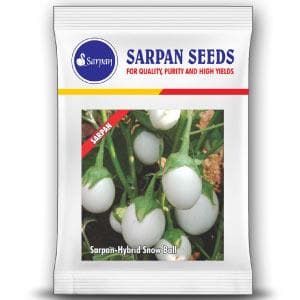 SARPAN HYBRID- SNOW BALL BRINJAL (SEEDS)