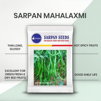 SARPAN MAHALAXMI (DUAL CHILLI - RED & GREEN)