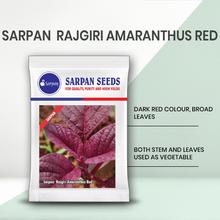 SARPAN RAJGIRI AMARANTHUS RED