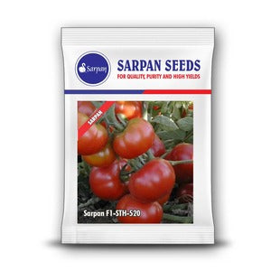 SARPAN TOMATO F1 - STH - 520