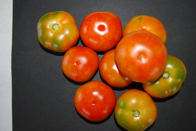 SARPAN TOMATO F1 - STH - 520