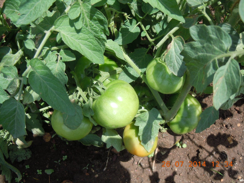 SARPAN TOMATO F1 - STH - 520