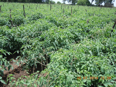 SARPAN TOMATO F1 - STH - 520