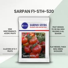 SARPAN TOMATO F1 - STH - 520