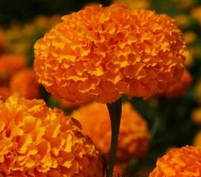 SEMI TALL ORANGE MARIGOLD (1000 sds)