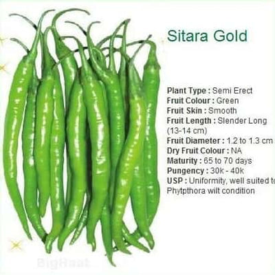 SITARA GOLD CHILLI SEEDS