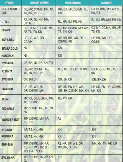 SITARA GOLD CHILLI SEEDS