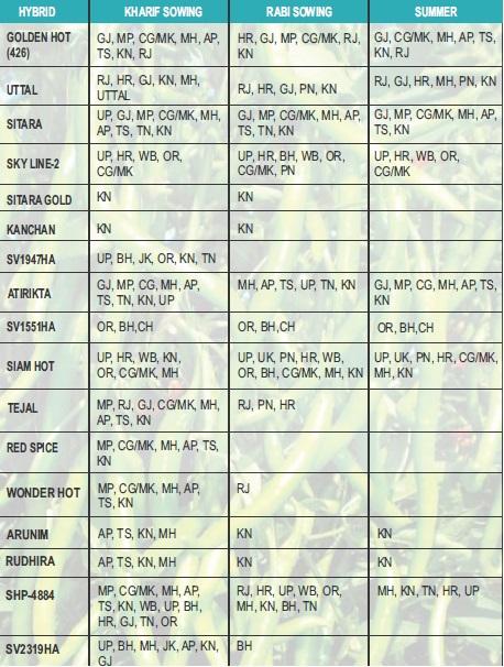 SITARA GOLD CHILLI SEEDS