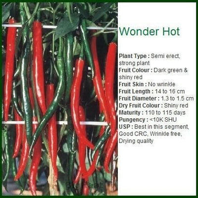 WONDER HOT CHILLI