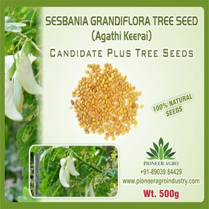 PIONEER AGRO SESBANIA GRANDIFORA (AGATHI) TREE SEED (RED FLOWER)