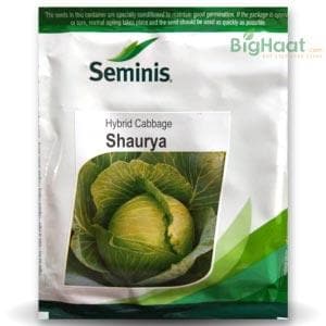 SHAURYA CABBAGE