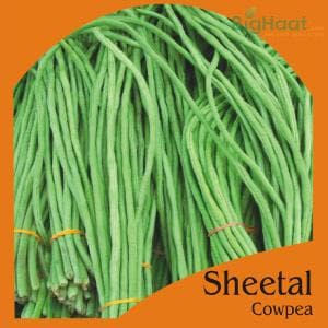 SHEETAL COWPEA-POLE (GREEN) (OP)