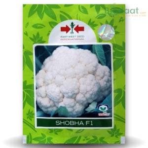 SHOBHA F1 CAULIFLOWER