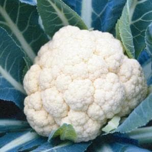 SHOBHA F1 CAULIFLOWER